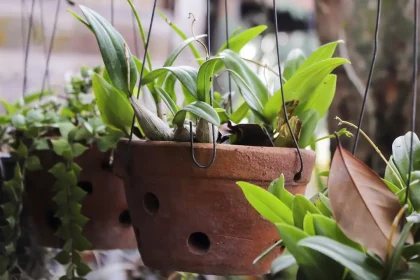 Decorating with Plants