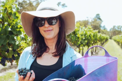 Vineyards and Wineries