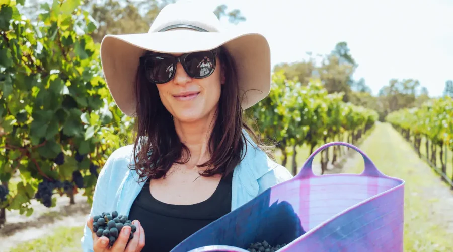 Vineyards and Wineries